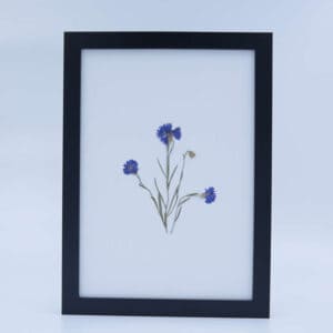 Korenbloem ingelijst no.4a