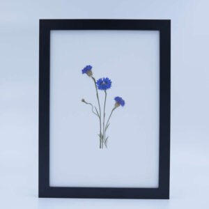 korenbloem ingelijst