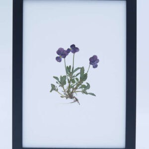 Paars viooltje ingelijst